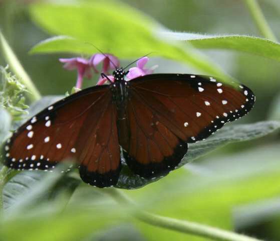 Mariposas (10).jpg